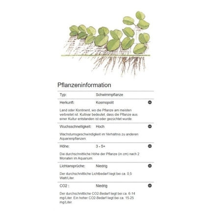Salvinia minima - Kleinohriger Schwimmfarn | In-Vitro AquaLifeScape