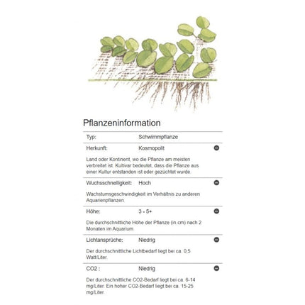 Salvinia minima - Kleinohriger Schwimmfarn | In - Vitro - AquaLifeScape