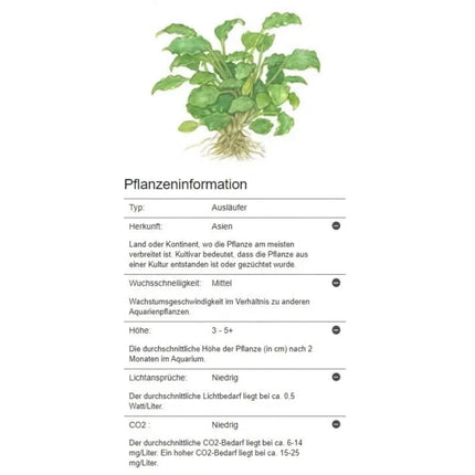 Schismatoglottis prietoi | In-Vitro - Tropica Limited Edition AquaLifeScape