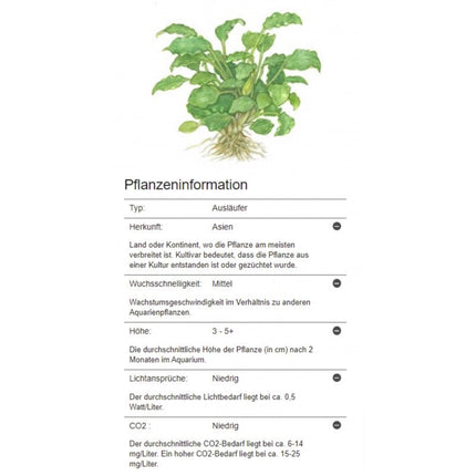 Schismatoglottis prietoi | In - Vitro - Tropica Limited Edition - AquaLifeScape
