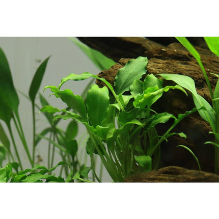 Schismatoglottis prietoi | In - Vitro - Tropica Limited Edition - AquaLifeScape