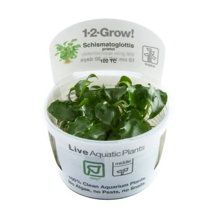 Schismatoglottis prietoi | In - Vitro - Tropica Limited Edition - AquaLifeScape