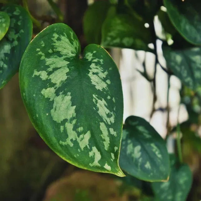 Scindapsus pictus 'Argyraeus' - AquaLifeScape