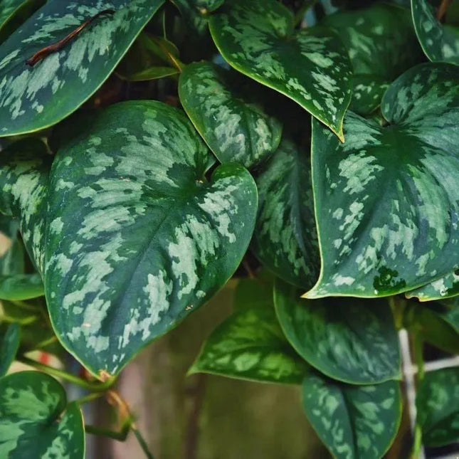 Scindapsus pictus 'Argyraeus' - AquaLifeScape