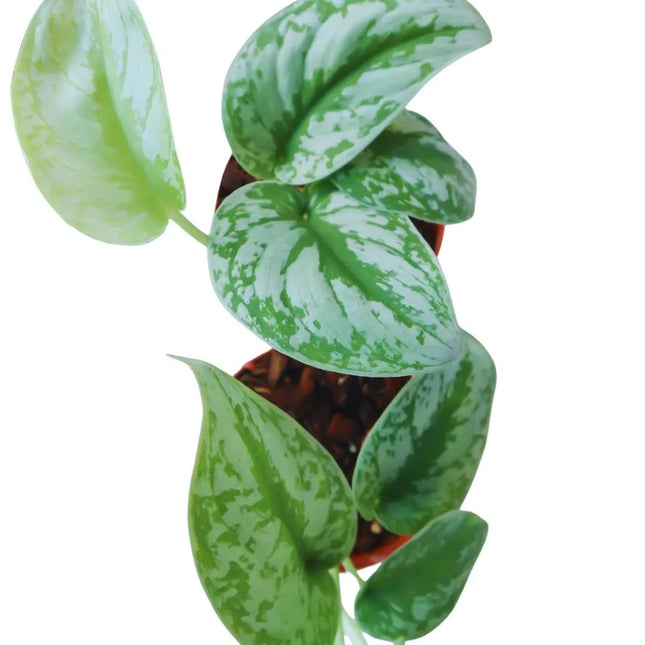 Scindapsus Silver Lady - AquaLifeScape