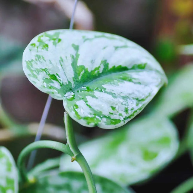 Scindapsus Silver Lady - AquaLifeScape