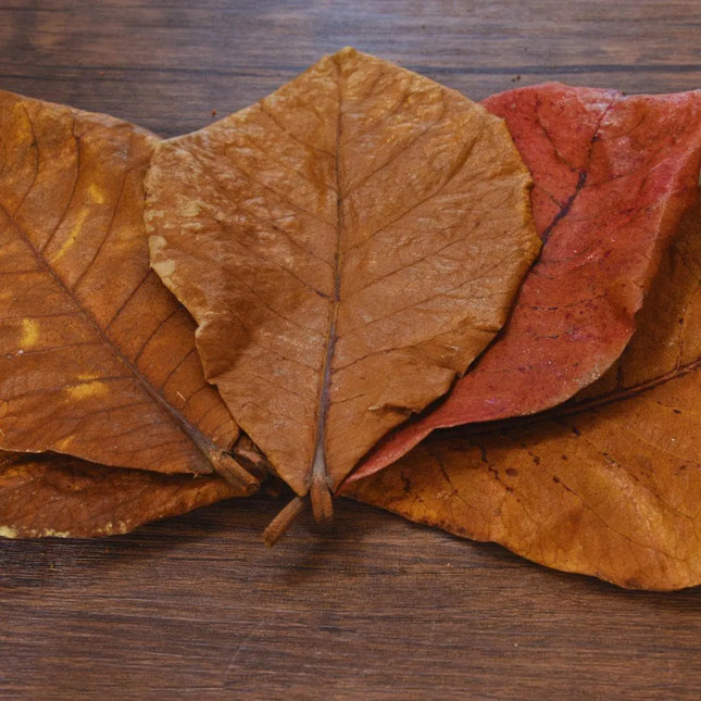 Seemandelbaumblätter - AquaLifeScape