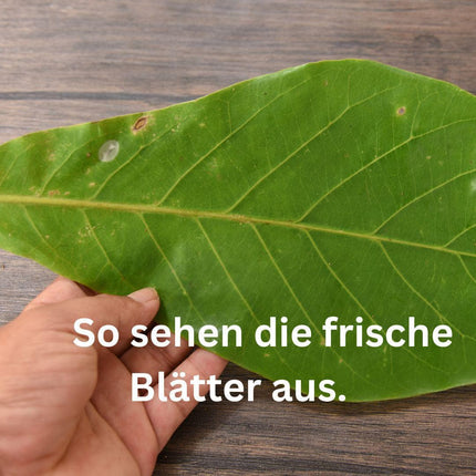 Seemandelbaumblätter - AquaLifeScape