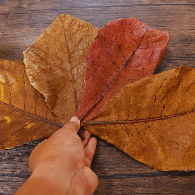 Seemandelbaumblätter - AquaLifeScape