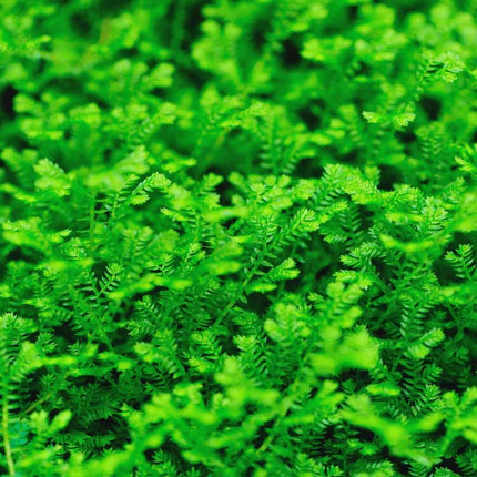 Selaginella uncinata - AquaLifeScape