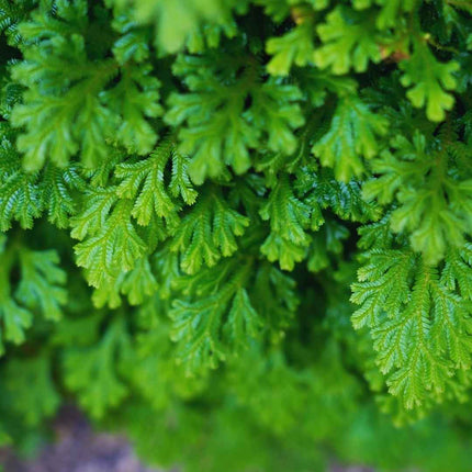 Selaginella uncinata - AquaLifeScape