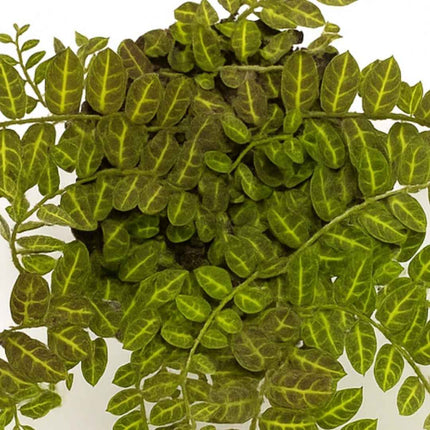 Solanum evolvulifolium - AquaLifeScape