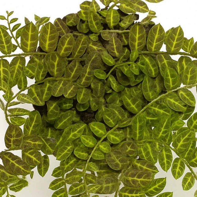 Solanum evolvulifolium - AquaLifeScape