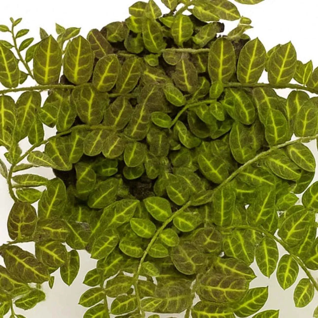 Solanum evolvulifolium - AquaLifeScape