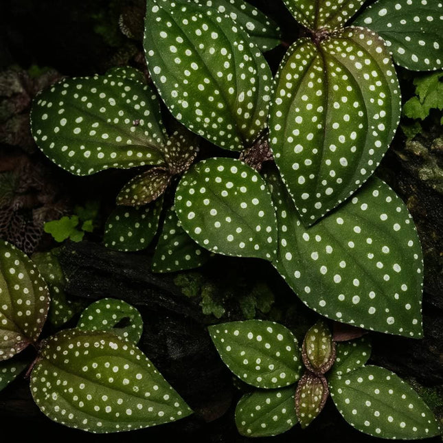 Sonerila cf. margaritacea (Glowing dots) - AquaLifeScape