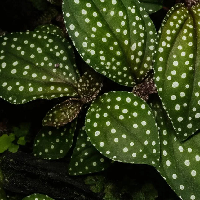 Sonerila cf. margaritacea (Glowing dots) - AquaLifeScape