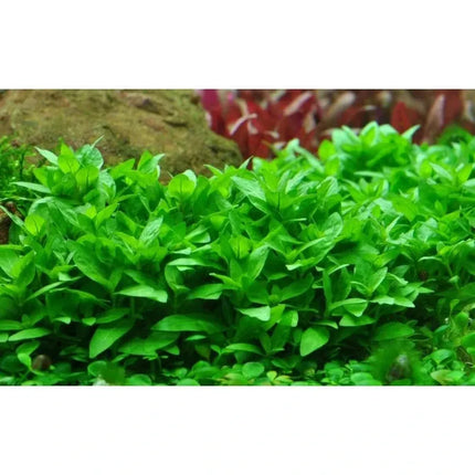 Staurogyne repens - Kriechende Staurogyne | In-Vitro AquaLifeScape