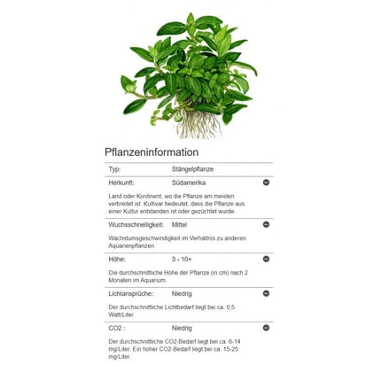 Staurogyne repens - Kriechende Staurogyne | In-Vitro AquaLifeScape