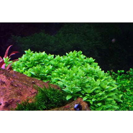 Staurogyne repens - Kriechende Staurogyne | In-Vitro AquaLifeScape
