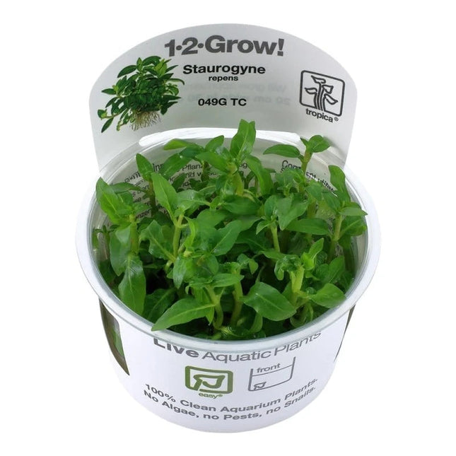 Staurogyne repens - Kriechende Staurogyne | In-Vitro AquaLifeScape
