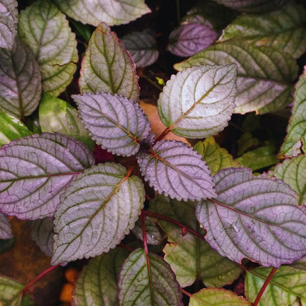 Strobilanthes alternata - AquaLifeScape