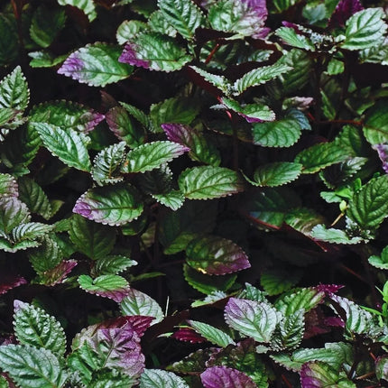 Strobilanthes alternata - AquaLifeScape
