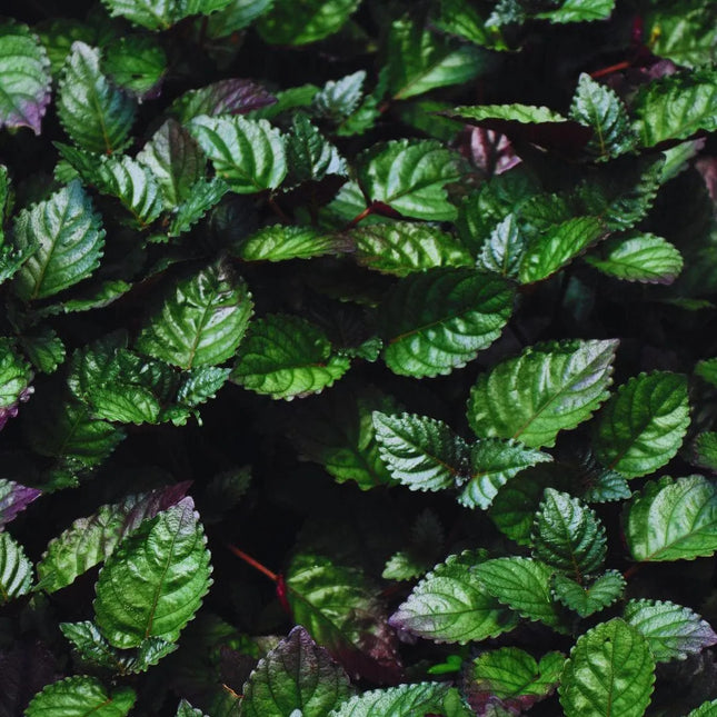 Strobilanthes alternata - AquaLifeScape
