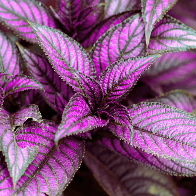 Strobilanthes alternata - AquaLifeScape