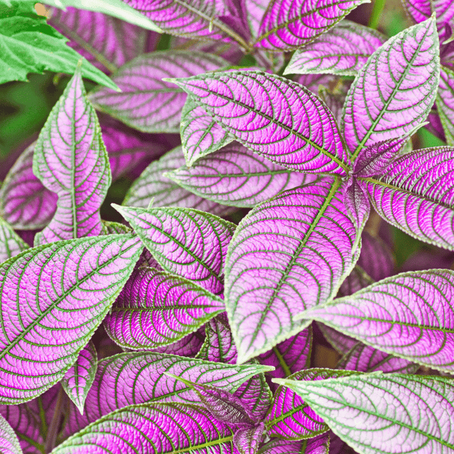 Strobilanthes alternata - AquaLifeScape