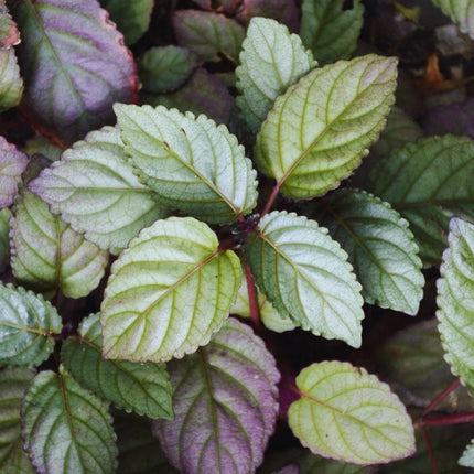 Strobilanthes alternata - AquaLifeScape