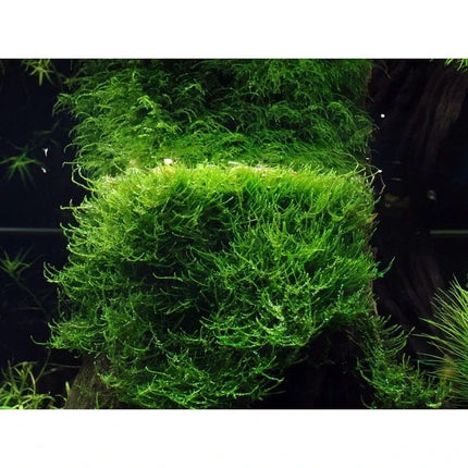 Taxiphyllum barbieri - Javamoos | In-Vitro AquaLifeScape