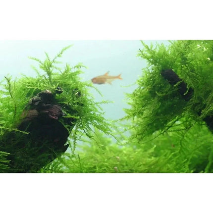 Taxiphyllum barbieri - Javamoos | In-Vitro AquaLifeScape