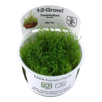 Taxiphyllum barbieri - Javamoos | In-Vitro AquaLifeScape