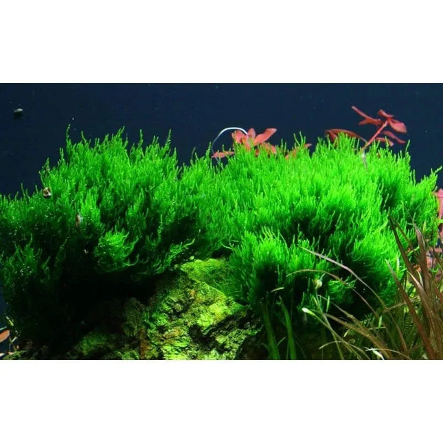Taxiphyllum 'Flame' - Flammenmoos | In-Vitro AquaLifeScape