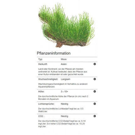 Taxiphyllum 'Flame' - Flammenmoos | In - Vitro - AquaLifeScape