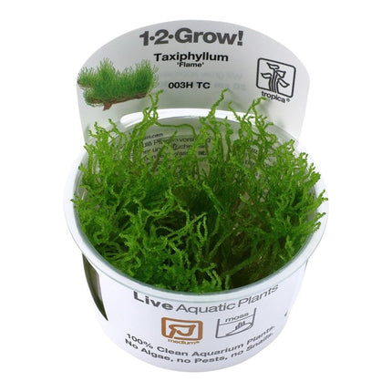 Taxiphyllum 'Flame' - Flammenmoos | In - Vitro - AquaLifeScape
