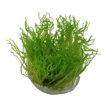 Taxiphyllum 'Flame' - Flammenmoos | In - Vitro - AquaLifeScape