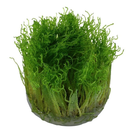 Taxiphyllum 'Spiky' - Spiky Moos | In-Vitro AquaLifeScape