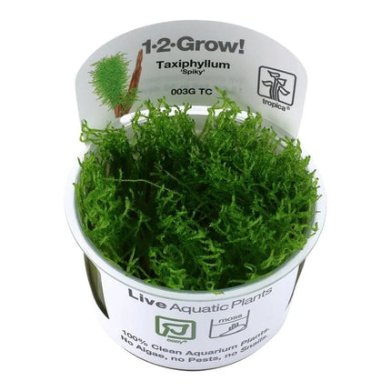 Taxiphyllum 'Spiky' - Spiky Moos | In-Vitro AquaLifeScape