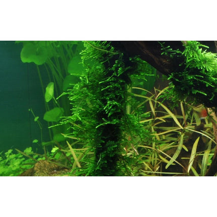Taxiphyllum 'Spiky' - Spiky Moos | In - Vitro - AquaLifeScape
