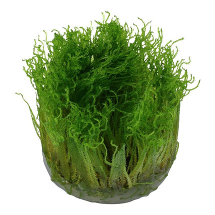 Taxiphyllum 'Spiky' - Spiky Moos | In - Vitro - AquaLifeScape