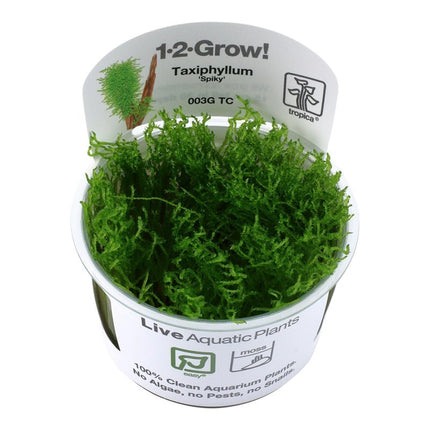 Taxiphyllum 'Spiky' - Spiky Moos | In - Vitro - AquaLifeScape