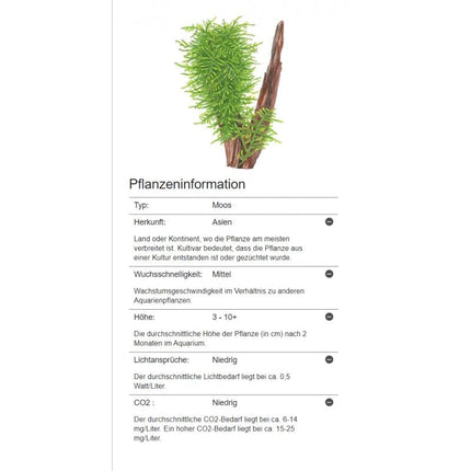 Taxiphyllum 'Spiky' - Spiky Moos | In - Vitro - AquaLifeScape