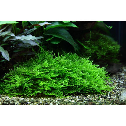 Taxiphyllum 'Spiky' - Spiky Moos | In - Vitro - AquaLifeScape