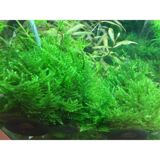 Taxiphyllum 'Taiwan Moss' - Taiwanmoos | In-Vitro AquaLifeScape
