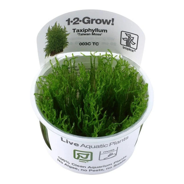 Taxiphyllum 'Taiwan Moss' - Taiwanmoos | In-Vitro AquaLifeScape