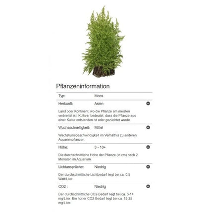 Taxiphyllum 'Taiwan Moss' - Taiwanmoos | In-Vitro AquaLifeScape