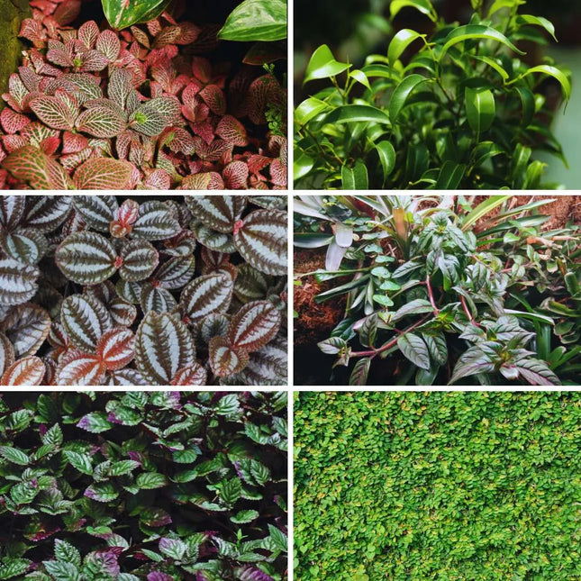 Terrarienpflanzen Set – Fullscape 6 - AquaLifeScape