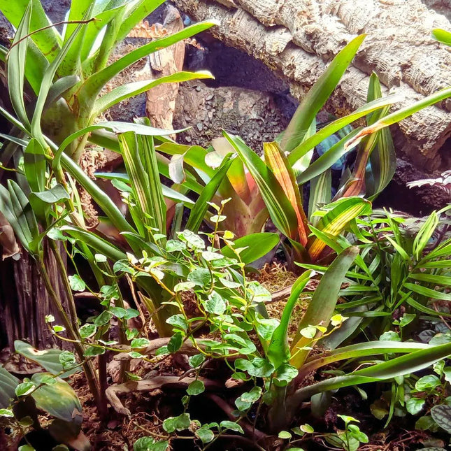 Terrarienpflanzen Set – Fullscape 6 - AquaLifeScape