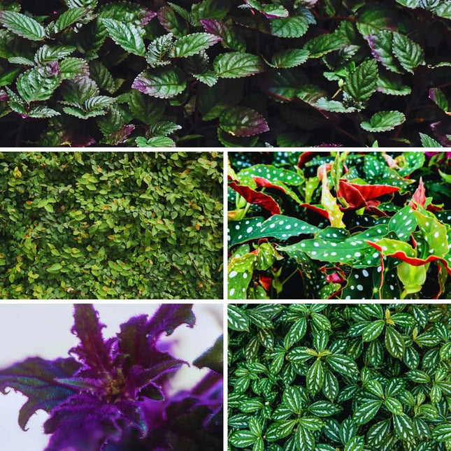 Terrarienpflanzen Set – Jungle Five - AquaLifeScape